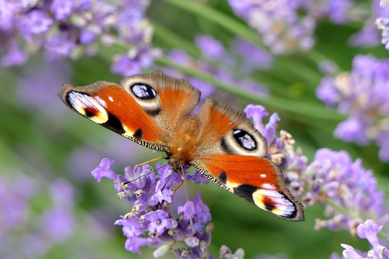 Butterfly Effect Rule